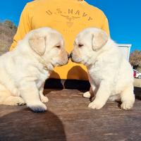 Cuccioli di labrador miele - marina lab