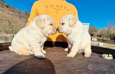 Cuccioli di labrador miele - marina lab