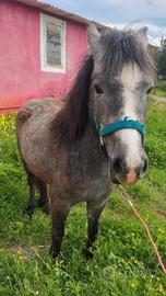 Super pony femmina