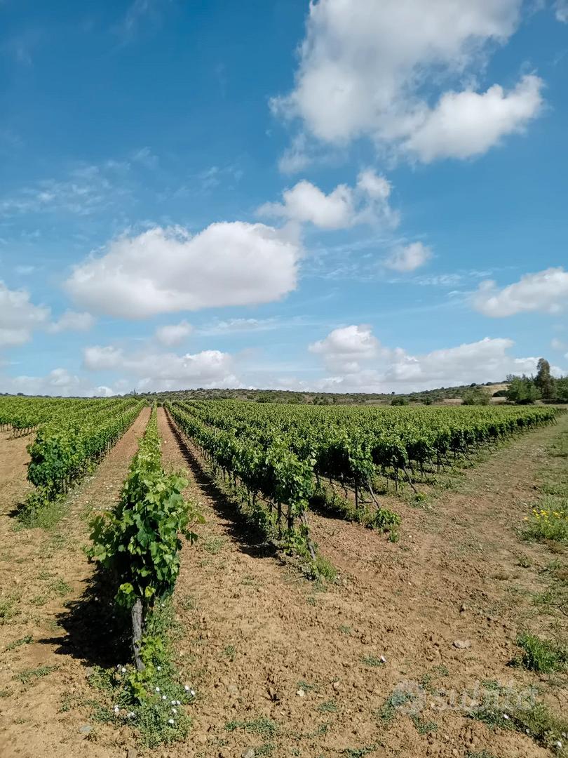 Lotti agricoli parzialmente coltivati a vigneto - Vista 5