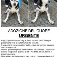 Cagnolino in adozione