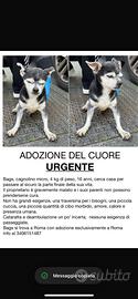 Cagnolino in adozione