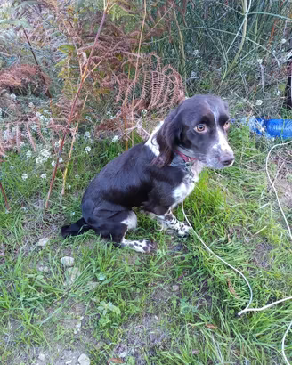 Springer