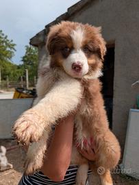 Cucciola Australian Shepherd/Pastore Australiano