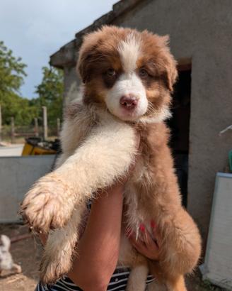 Cucciola Australian Shepherd/Pastore Australiano