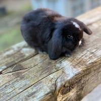 Coniglietti minilop, avicoli ornamentali