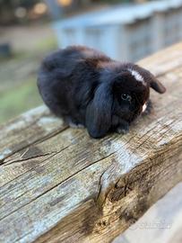 Coniglietti minilop, avicoli ornamentali