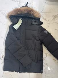 Canada goose