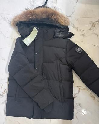 Canada goose