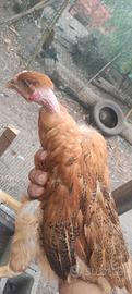 collo nudo galline pronto al uovo