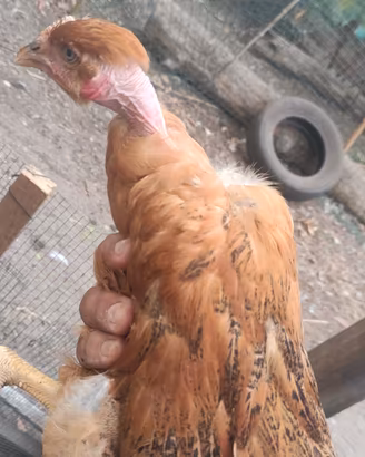 collo nudo galline pronto al uovo