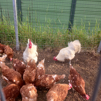 Galline ovaiole