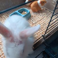 Coniglietto cavia peruviana