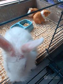 Coniglietto cavia peruviana