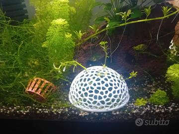 Muschio java con sfera