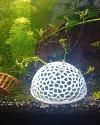 Muschio java con sfera