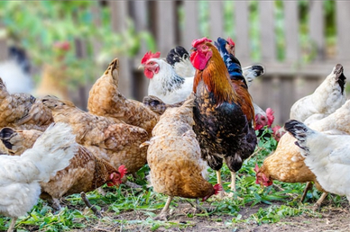 Adotto animali da cortile