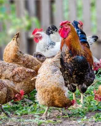 Adotto animali da cortile