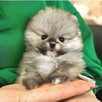 Cucciolo di spitz nano pomerania