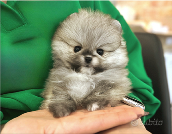 Cucciolo di spitz nano pomerania