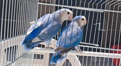 Coppia inseparabili
