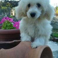 Cucciolone Barboncino toy