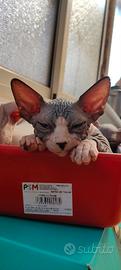 Sphynx