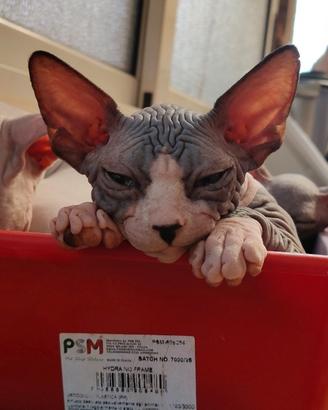 Sphynx