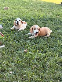 Beagle
