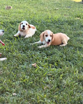 Beagle