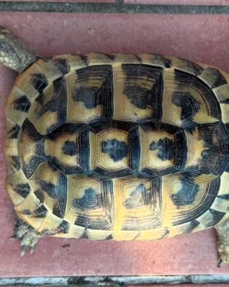 Tartarughe Hermanni Boettgeri femmine e maschi