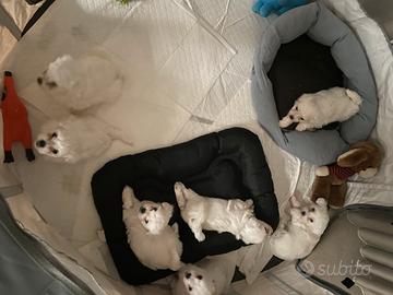 Cuccioli di maltese