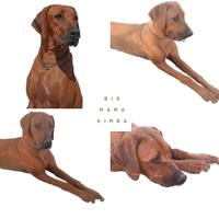 Cuccioli di razza Rhodesian Ridgeback