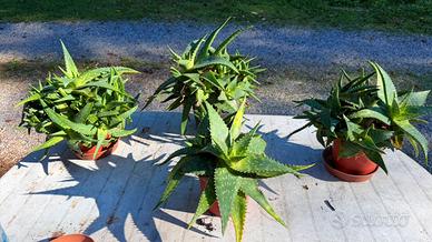 Piante di aloe saponaria
