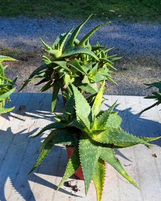 Piante di aloe saponaria