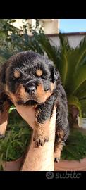 Rottweiler femmina cuccioli