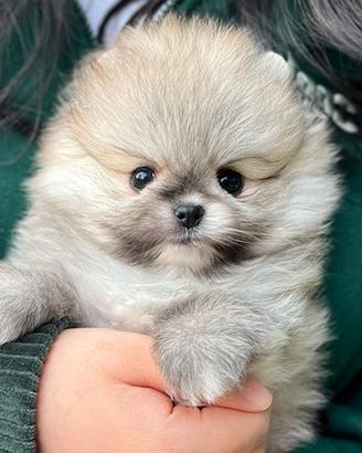 Cucciolo di Spitz con Pedigree