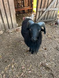 Pecora Ariete d'ouessant