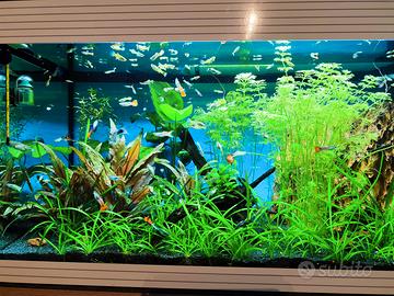 Pesci Guppy Poecilia Reticulata