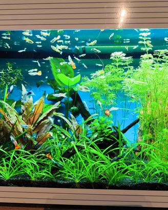 Pesci Guppy Poecilia Reticulata