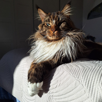 Maine Coon stallone
