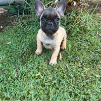Bulldog francese femmina fulva
