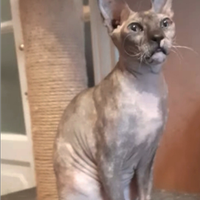 Gattina nuda Don Sphynx