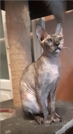 Gattina nuda Don Sphynx