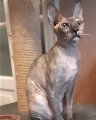 Gattina nuda Don Sphynx