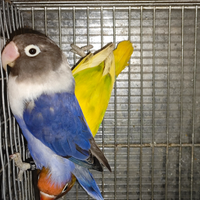 Coppia insep mascherato Pez verde x cobalto viola