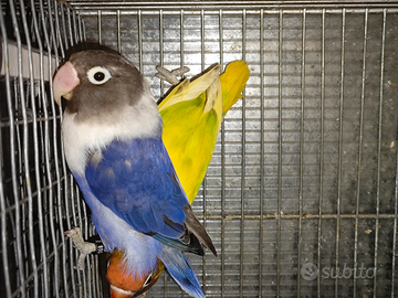 Coppia insep mascherato Pez verde x cobalto viola