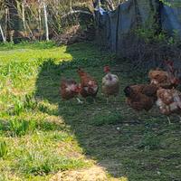 Pulcini e pulcinotti