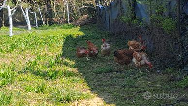 Pulcini e pulcinotti