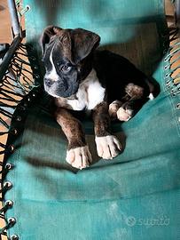 Boxer cucciolo